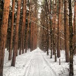  Отдых в Андреевке Приморский край, фото  Andreevka  zelenograd  forest
